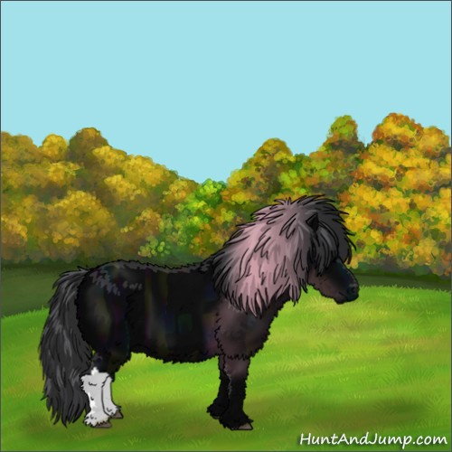 Horse Color:Midnight Black 