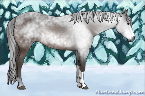 Horse Color:Unknown 