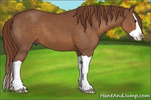 Horse Color:Chestnut Splash 