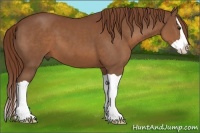 Horse Color:Chestnut Splash 
