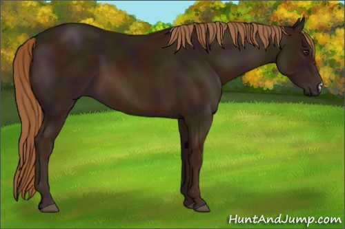 Horse Color:Midnight Chestnut 