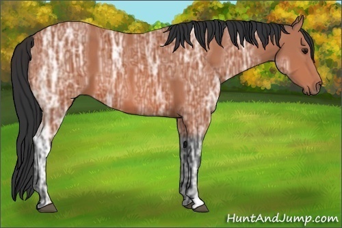 Horse Color:Unknown 