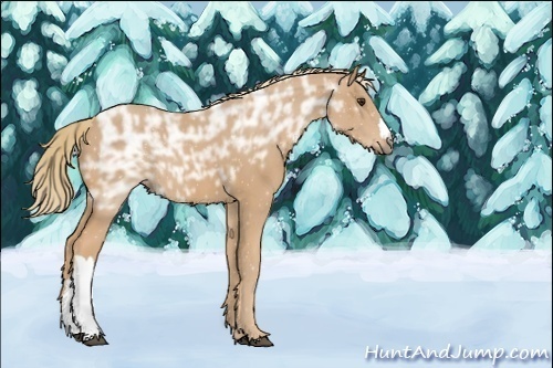 Horse Color:ERROR: UNKNOWN ANOMALY