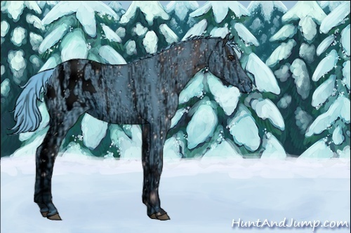 Horse Color:ERROR: UNKNOWN ANOMALY