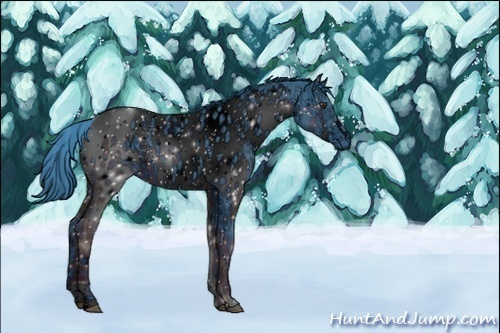 Horse Color:ERROR: UNKNOWN ANOMALY