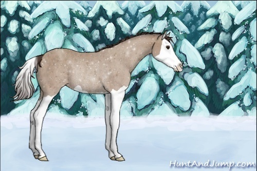 Horse Color:ERROR: UNKNOWN ANOMALY