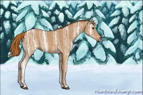 Horse Color:ERROR: UNKNOWN ANOMALY