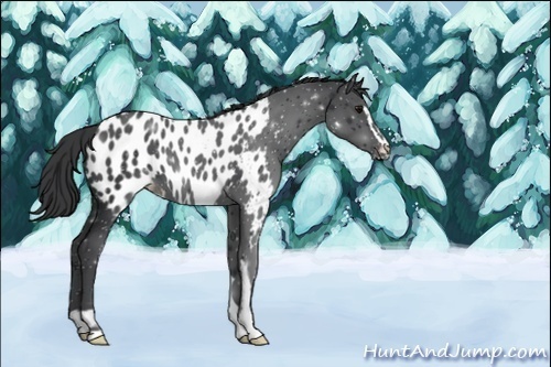 Horse Color:ERROR: UNKNOWN ANOMALY