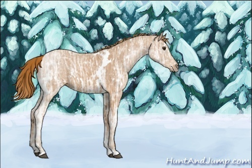 Horse Color:ERROR: UNKNOWN ANOMALY