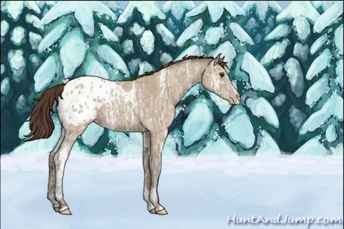 Horse Color:ERROR: UNKNOWN ANOMALY