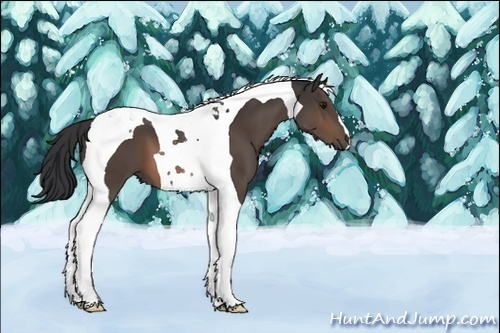Horse Color:Brown Tobiano 