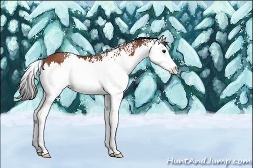 Horse Color:White Spotted Bay Splash 