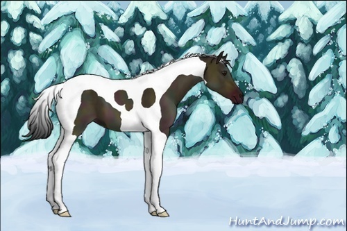 Horse Color:Bay Dun Tobiano 
