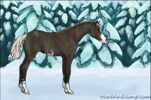 Horse Color:Silver Buckskin Sabino 