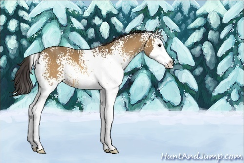 Horse Color:White Spotted Buckskin Splash 