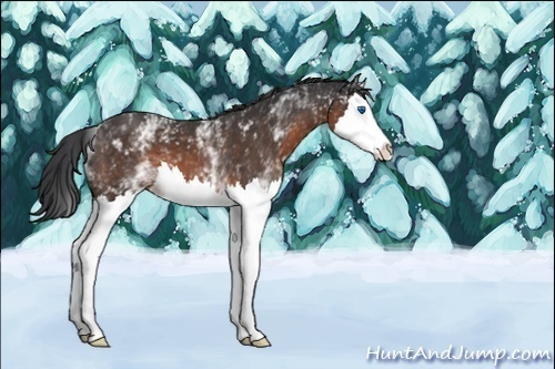 Horse Color:White Spotted Brown Splash 