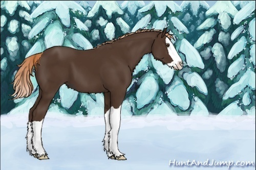 Horse Color:Liver Chestnut Splash 