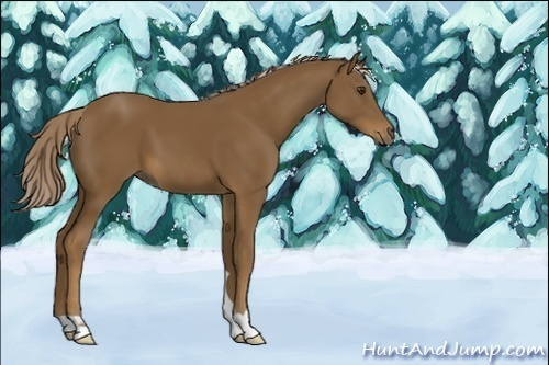 Horse Color:Chocolate Palomino 
