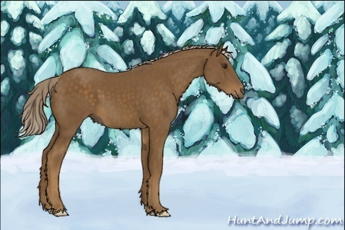 Horse Color:Chocolate Palomino 