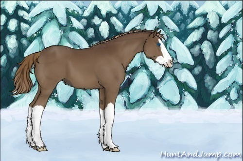 Horse Color:Liver Chestnut Splash 