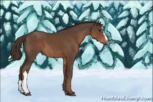 Horse Color:Liver Chestnut 