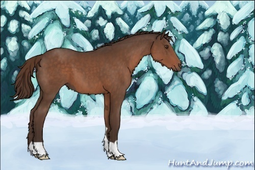 Horse Color:Liver Chestnut 