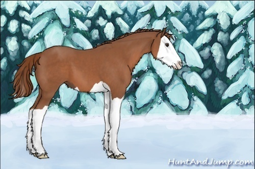 Horse Color:Chestnut Splash 