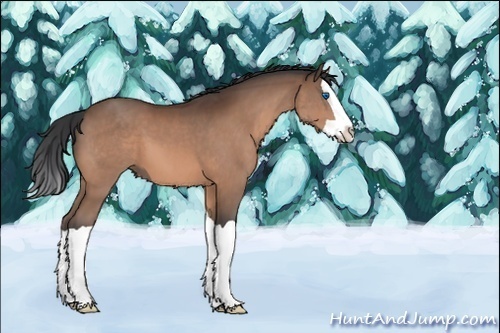 Horse Color:Bay Splash 