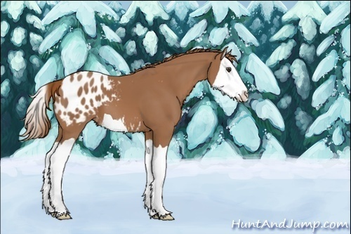 Horse Color:Chestnut Splash Appaloosa 