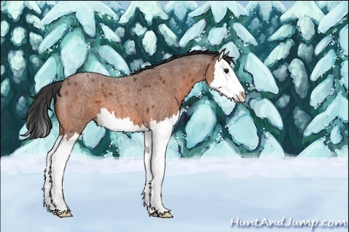 Horse Color:Bay Roan Splash 