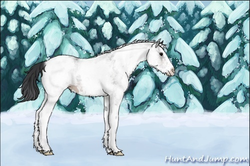 Horse Color:White Spotted Brown 