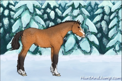 Horse Color:Buckskin Sabino 