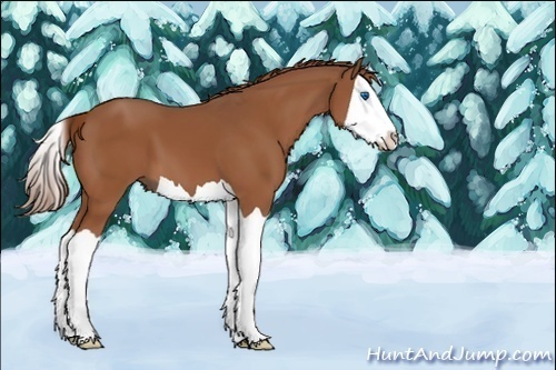 Horse Color:Chestnut Splash 