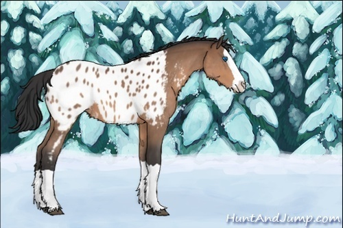 Horse Color:Bay Splash Appaloosa 