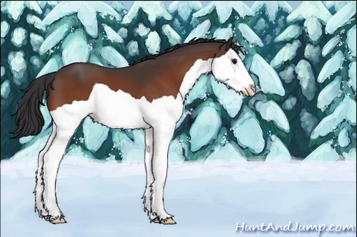 Horse Color:Bay Splash 