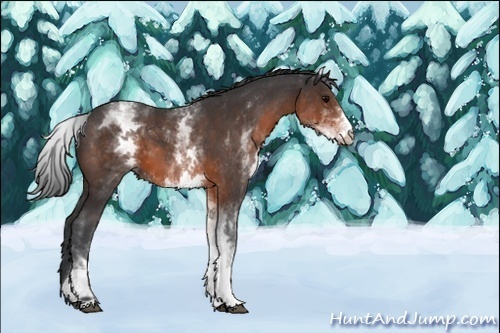 Horse Color:White Spotted Brown 