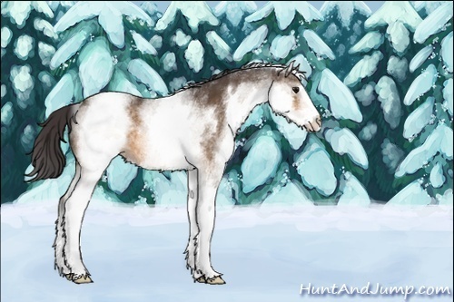 Horse Color:White Spotted Buckskin 