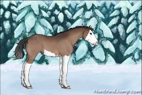 Horse Color:Bay Splash 