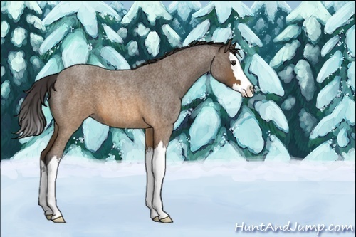 Horse Color:Buckskin Roan Splash 