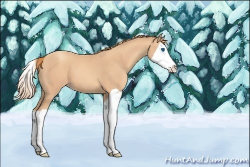 Horse Color:Gold Champagne Splash 
