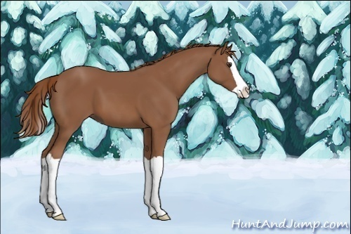 Horse Color:Chestnut Splash 