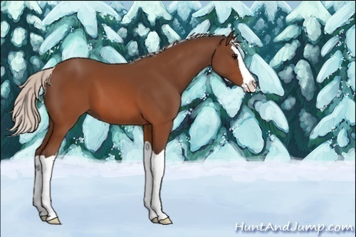 Horse Color:Silver Brown Splash 
