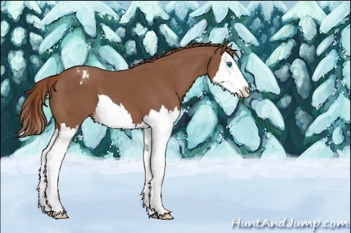 Horse Color:Chestnut Sabino Splash Appaloosa 