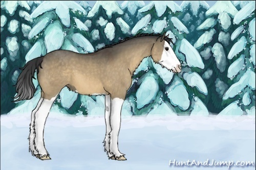 Horse Color:Bay Dun Splash 