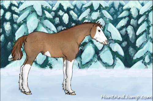 Horse Color:Chestnut Splash 