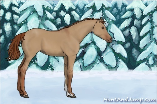 Horse Color:Red Dun 