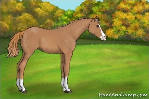 Horse Color:Chestnut Splash Rabicano 
