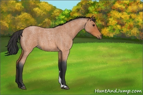Horse Color:Bay Roan 