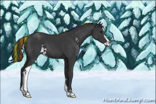 Horse Color:Unknown 