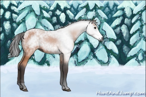 Horse Color:Gray Bay 